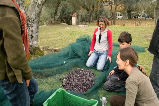 Gathering the olives in the net