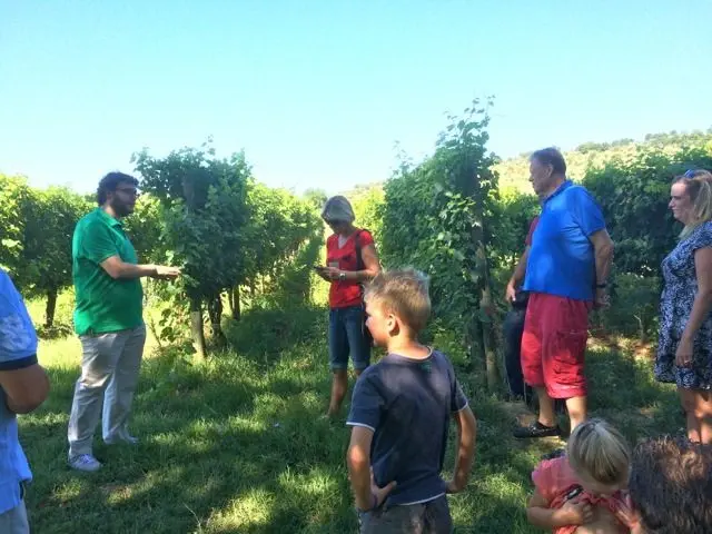 In the vineyard at the Mezzetti winery near Lake Trasimeno, Umbria, Italy