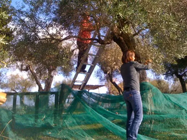 Harvesting olives on the Tuscany Umbria border