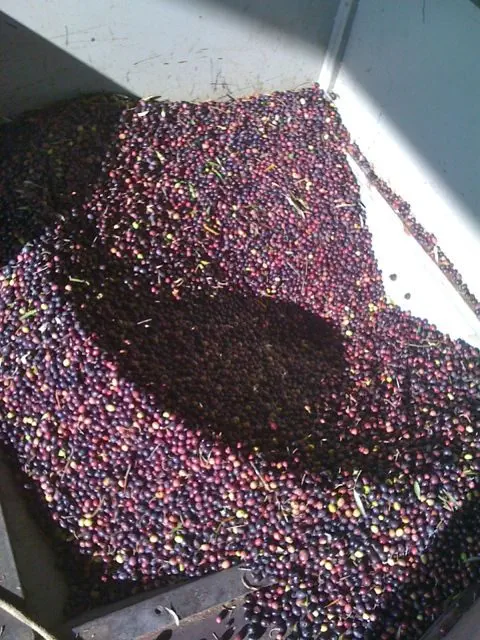 Olives in a hopper at the mill