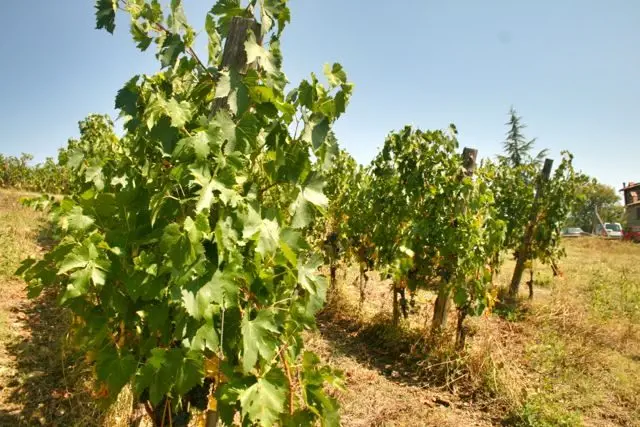 Sangiovese Vines At The Preggio Vineyard, Italy