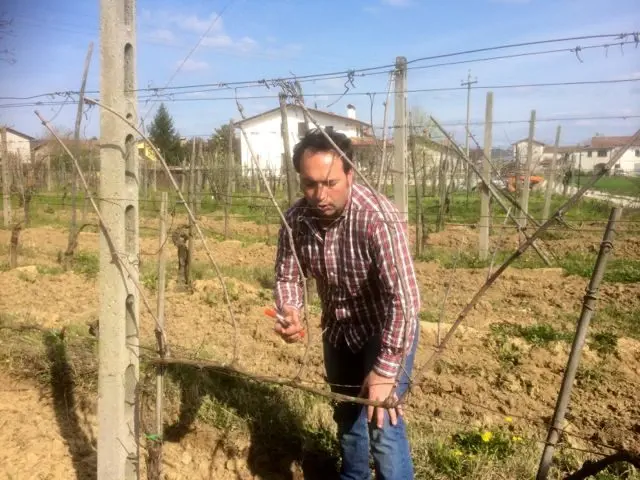 Francesco Bianchini demonstrating how to prune a vine