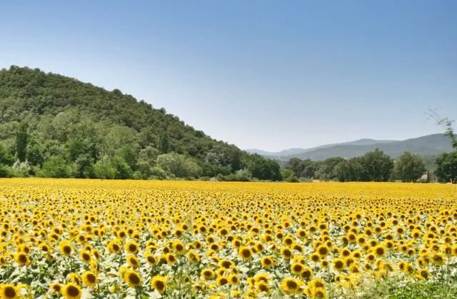 A field of sunflowers in the Niccone Valley