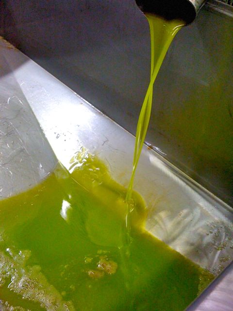 Olive oil coming out of the centrifuge at the end of the process
