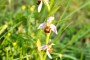 A bee orchid in the meadow at Ca di Bracco