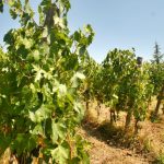 Sangiovese Vines At The Preggio Vineyard, Italy